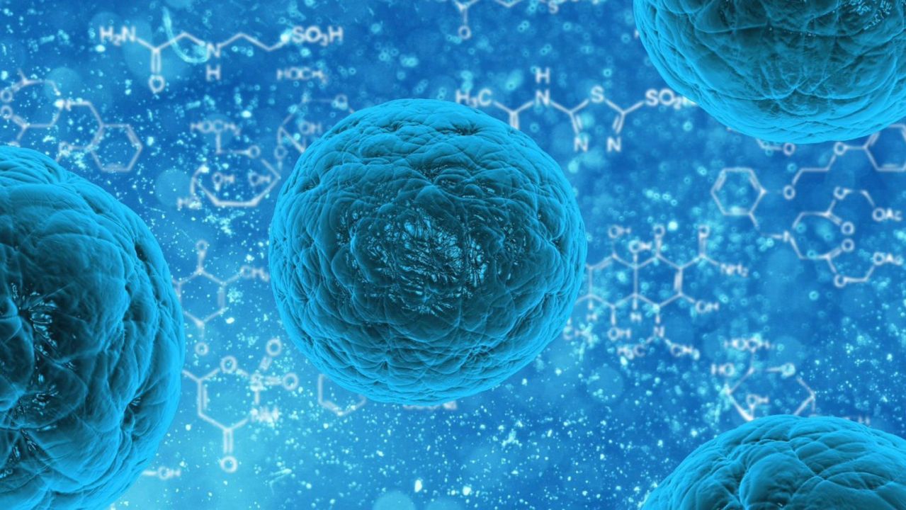 human stem cell photo